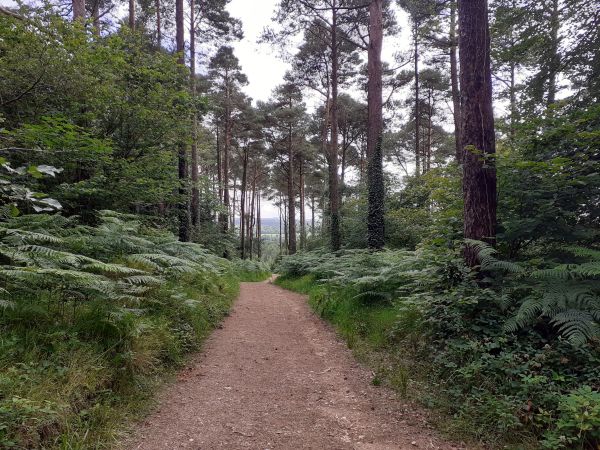 Cardinham Woods